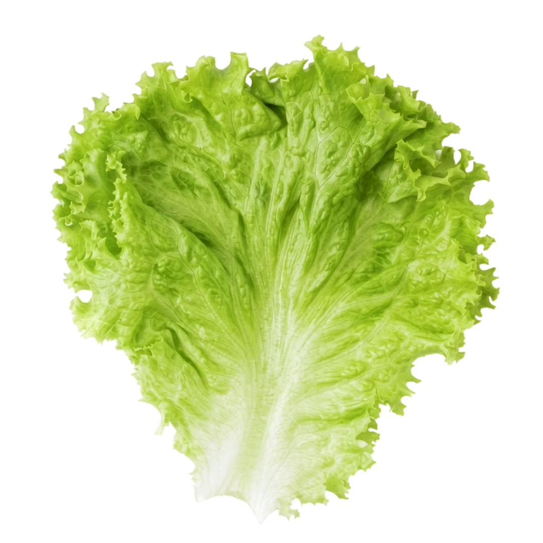 Lettuce Leaf transparent PNG sticker