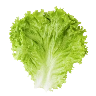 Lettuce Leaf transparent PNG sticker